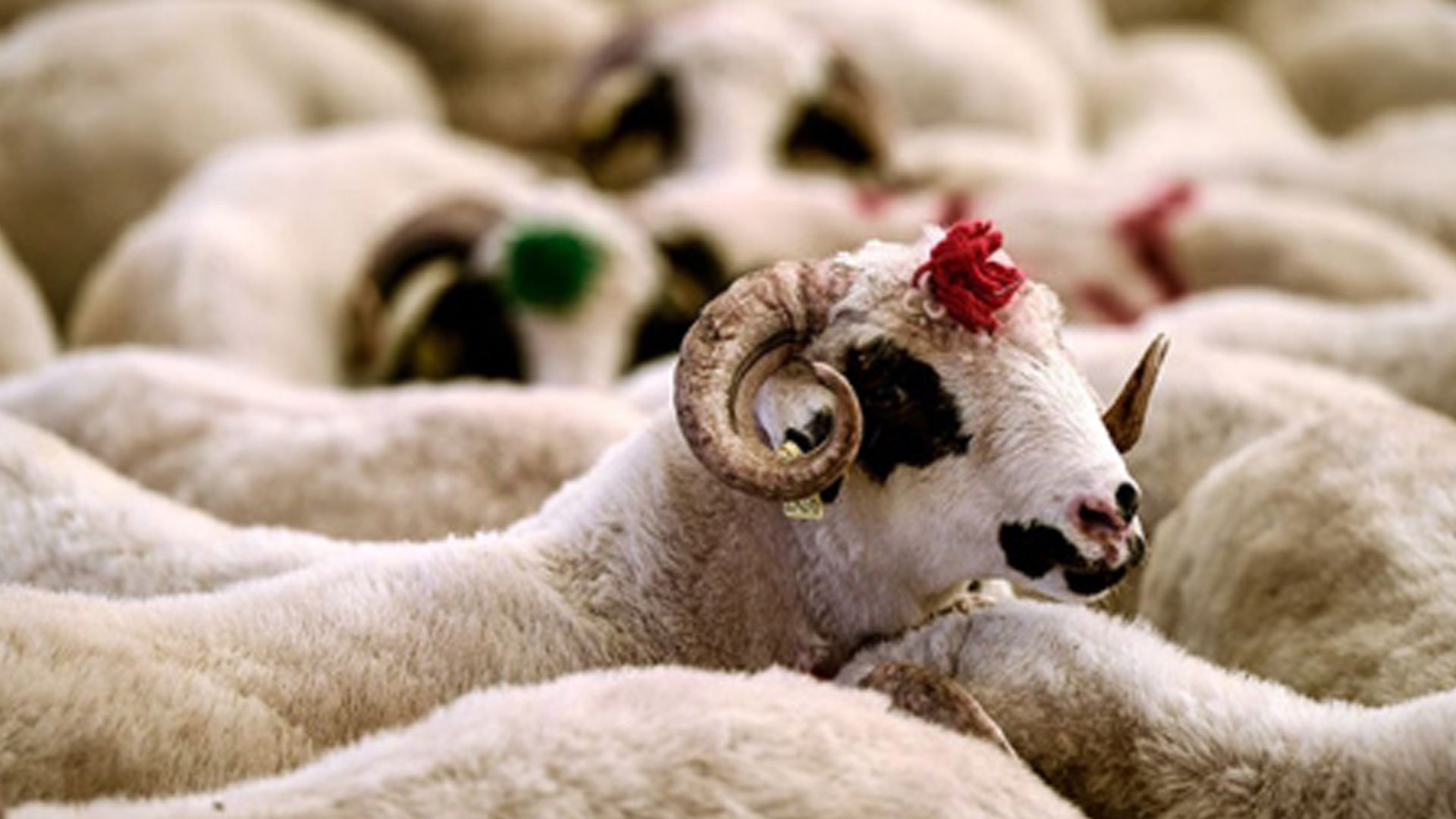 Adak Kurban bağışı